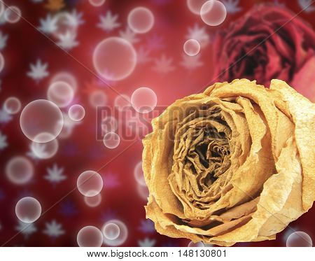 beautiful dry white and red rose on bubble with blur maple leaves bokeh background