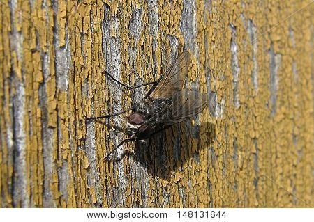 Fly basking on an old wooden board