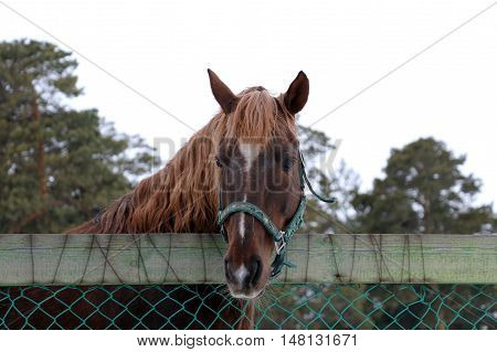 The horse in the summer resting in his paddock
