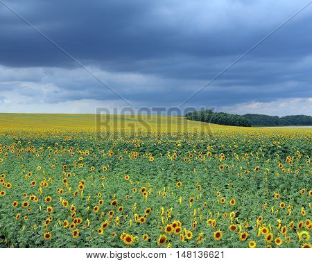 Field of sunflowers and dark sky before the rain