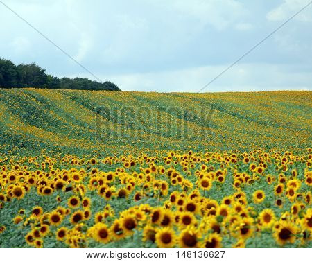Field of sunflowers in August in the sky and the forest