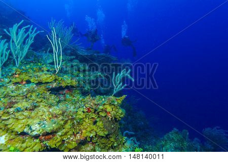 Colorfull Reef And Group Of Divers, Cayo Largo