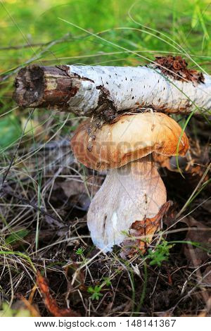 White mushroom in the forest mushroom has grown up under the stick