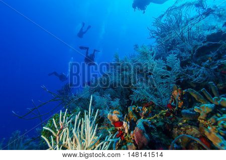 Colorfull Reef And Group Of Divers, Cayo Largo