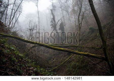 The woods on a foggy day in nature