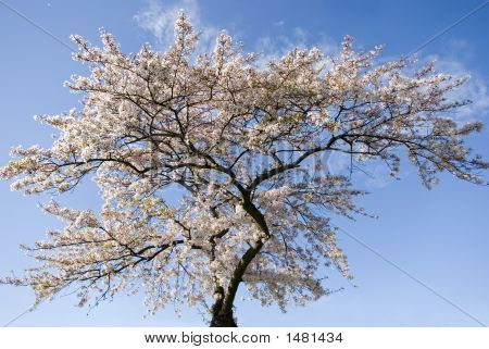 Blommande träd