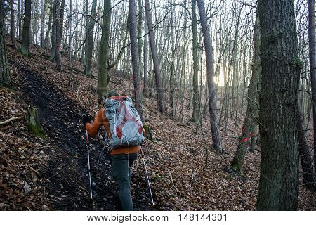 Hiking with friends in the wood on a foggy day in nature 6