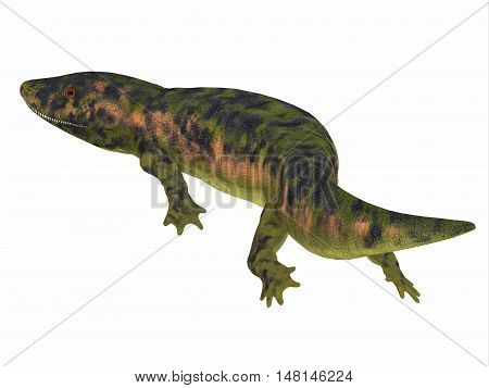 Dendrerpeton Amphibian Tail 3D Illustration - Dendrerpeton was an extinct genus of amphibious carnivore from the Carboniferous Period of Canada.