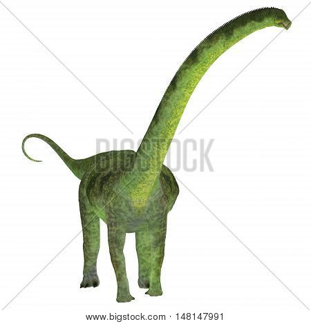 Puertasaurus Dinosaur on White 3D Illustration - Puertasaurus was a herbivorous sauropod dinosaur that lived in Patagonia in the Cretaceous Period.