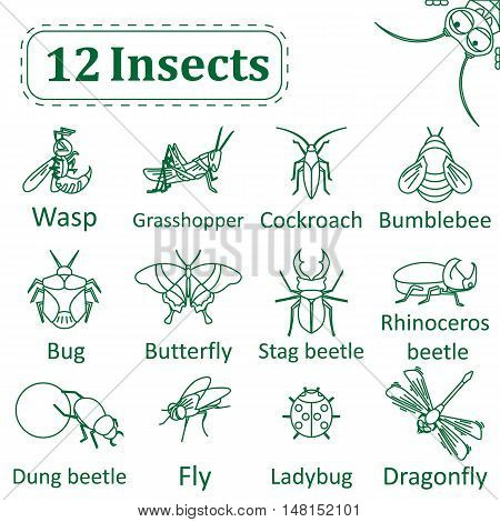 Set Of Various Insects