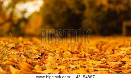 Park woodland nature season concept. Autumnal vegetation covered in leaves. Golden foliage covering ground outdoor.