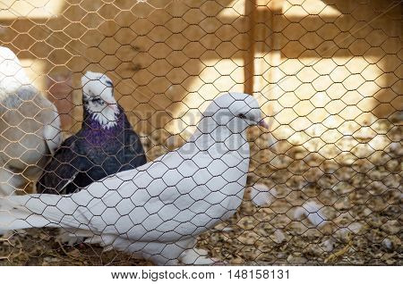 Outdoor Bird Market in Istanbul. Topkapi Edirnekapi bird market every week on Saturdays and Sundays open market. Day 1000 - 1500 people are said to have visited the market. in many colors in the market many species are sold doves. White black and striped