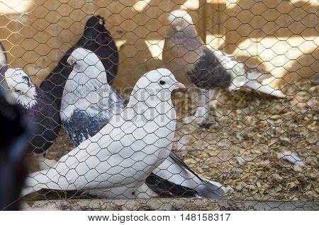 Outdoor Bird Market in Istanbul. Topkapi Edirnekapi bird market every week on Saturdays and Sundays open market. Day 1000 - 1500 people are said to have visited the market. in many colors in the market many species are sold doves. White black and striped