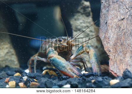 Shrimp In The Water Closeup Detail Animal