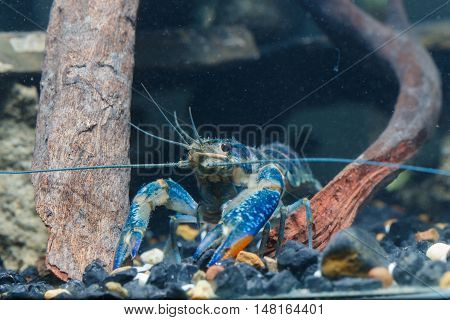 Shrimp In The Water Closeup Detail Animal