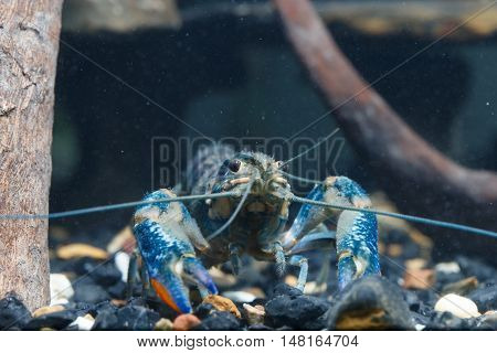 Shrimp In The Water Closeup Detail Animal