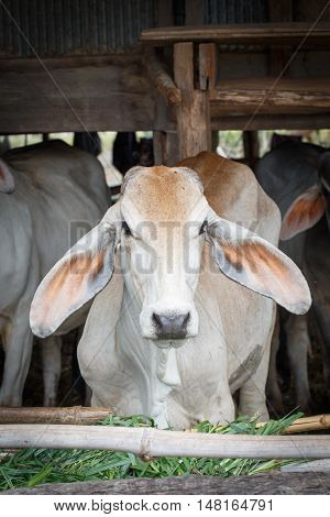 Cow in stall detail closeup animal pet