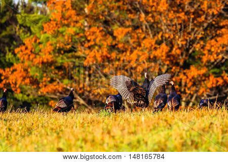 Wild turkey hens and a tom with his wings spread out.