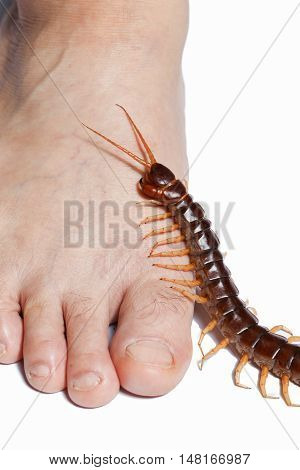 Centipede legs climb closeup detail isolated art