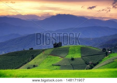 Terraced Rice Field in Pa Pong Pieng , Mae Chaem, Chiang Mai, Thailand.