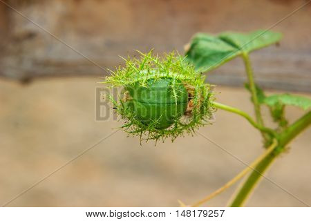 Wild Passion Fruit Passiflora foetida nature background