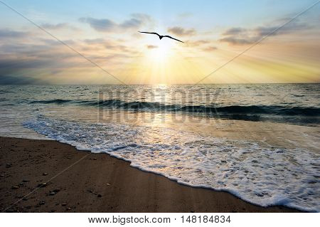 Sunset ocean bird is an ethereal ocean scenic with sun rays bursting forth from the setting sun as a gentle wave comes to shore.