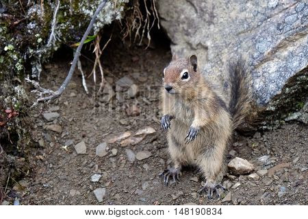 Golden-mantled ground squirrel. Jasper National Park. Canadian Rockies. Alberta. Canada.