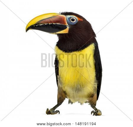 Front view of a Green aracari, Pterogossus Viridis isolated on white 