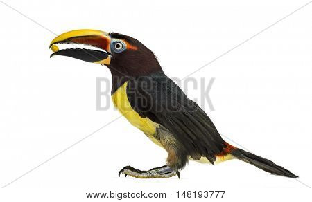 Green aracari eating, Pterogossus Viridis isolated on white 
