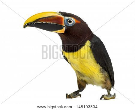 Green aracari looking at the camera, Pterogossus Viridis isolated on white 