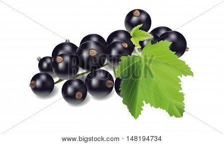 Isolated vector realistic black currant with leaves on white background.
