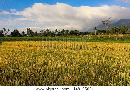 Ciremai mountain landscape, the picture is taken from a paddy field of location Linggarjati Kuningan, West Java. Date: 23 Agusutus 2016