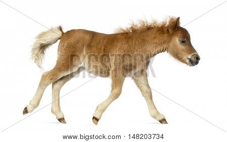 Side view of a young poney, foal trotting against white background