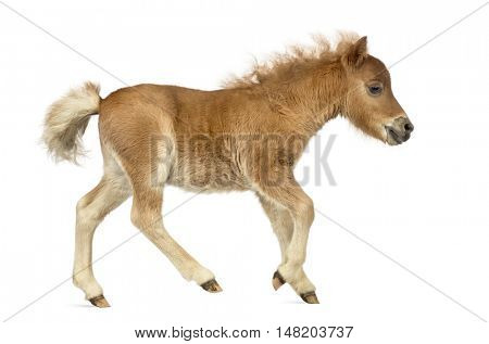 Side view of a young poney, foal trotting against white background