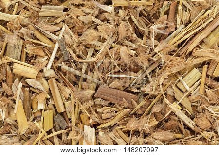 Organic Kyasuwa grass or deenanath grass (Pennisetum pedicellatum). Macro close up background texture. Top view.
