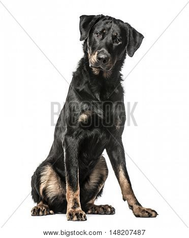 Beauceron sitting down, 16 months old, isolated on white background