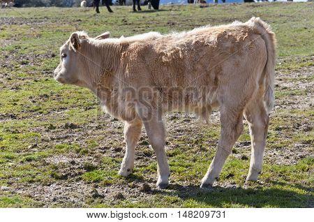 Calf grazing in a field in Guadarrama Mountains, Madrid, Spain