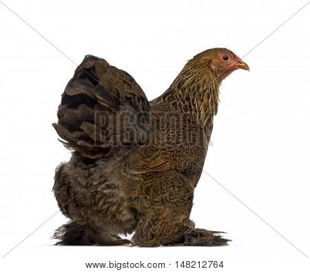 Rear of Brahma hen isolated on white