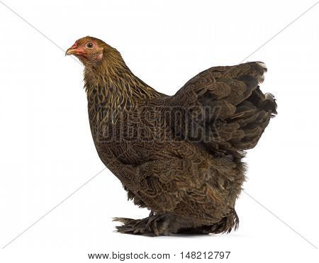 Side view of a Brahma hen isolated on white
