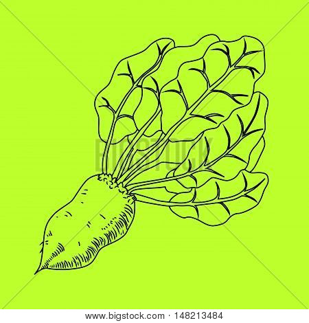 Mangelwurzel, a root vegetable, line illustration. Line icon beet with leaves.