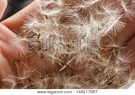 white dandelion seeds on hands. nature background