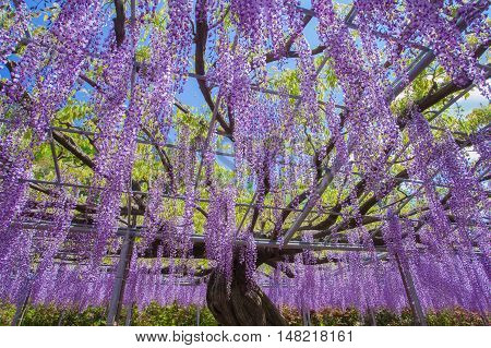Beautiful wisteria bloomimg in end of spring season