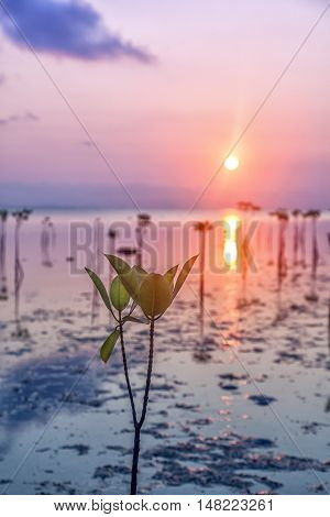 mangrove trees grow out of the water. Beautiful bright seascape