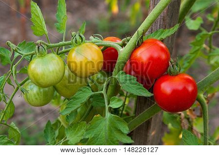 Greeny Cherry Tomatoes - A Bunch Unripe Cherry Tomatoes In A Greenhouse.