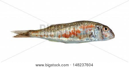 Fresh goatfish isolated on the white background