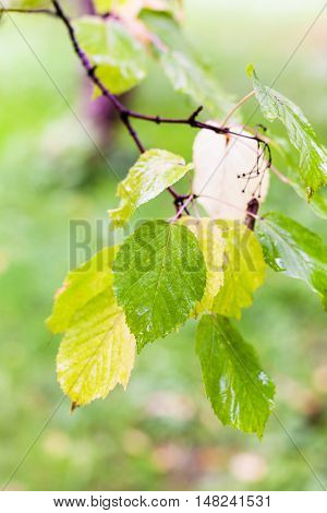 Rain Drops On Leaves Of Boxelder Maple