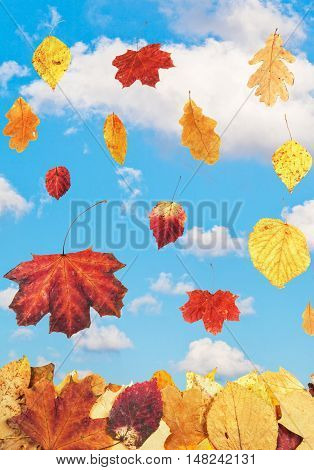 Autumn Leaves And Blue Sky With White Clouds