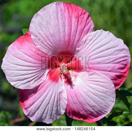 Giant hibiscus is a genus of flowering plants in the mallow family, Malvaceae. It is quite large, containing several hundred species that are native to warm-temperate, subtropical and tropical regions
