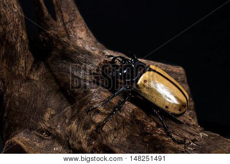 Five-horned Rhinoceros Beetle