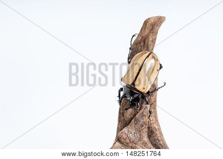Five-horned Rhinoceros Beetle